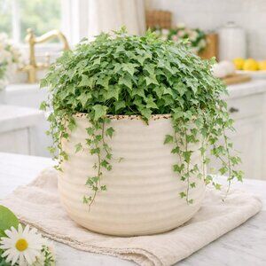 NWT Distressed Crackle Flower Pot Rustic Style Planter